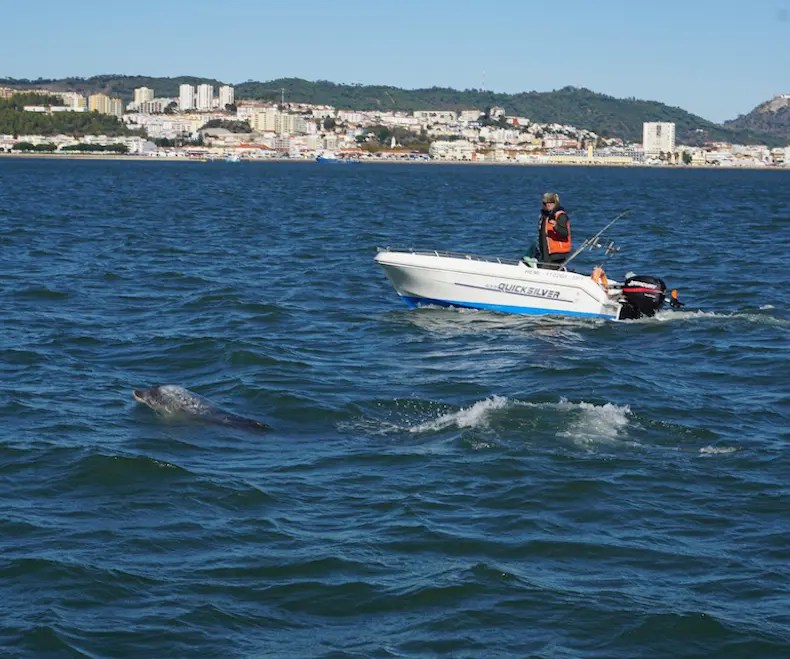 Boat on water with a dolphin nearby, cityscape in background.