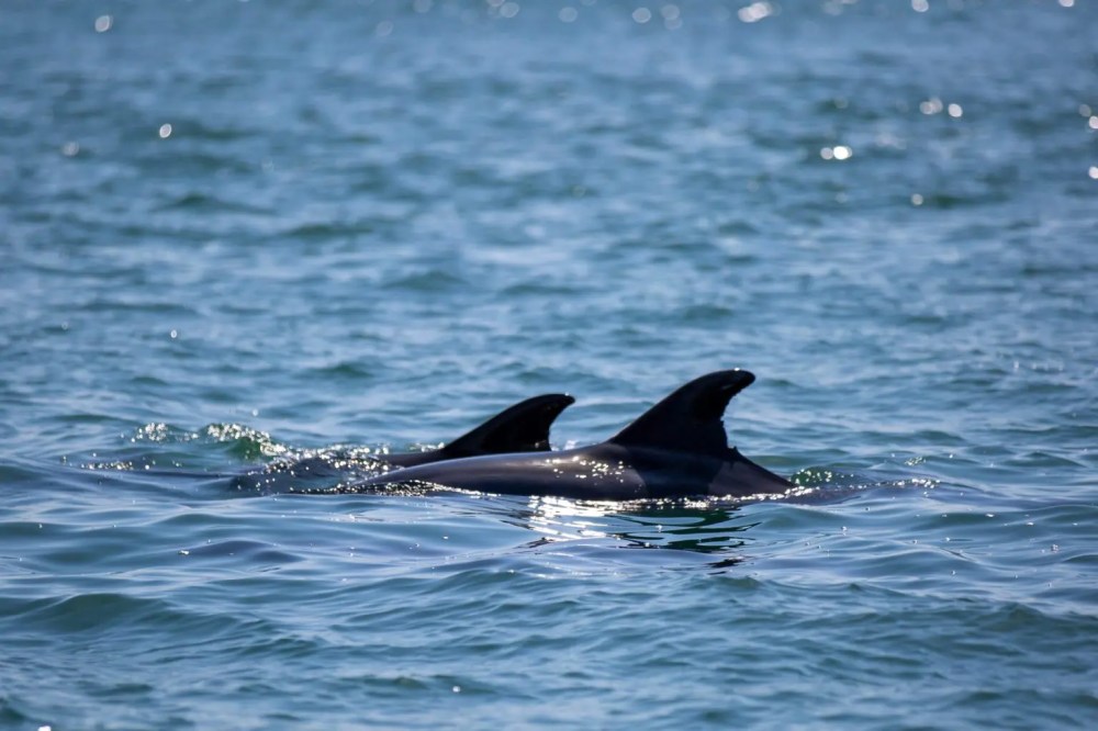 Two dolphins swimming in the ocean, dorsal fins visible above water.