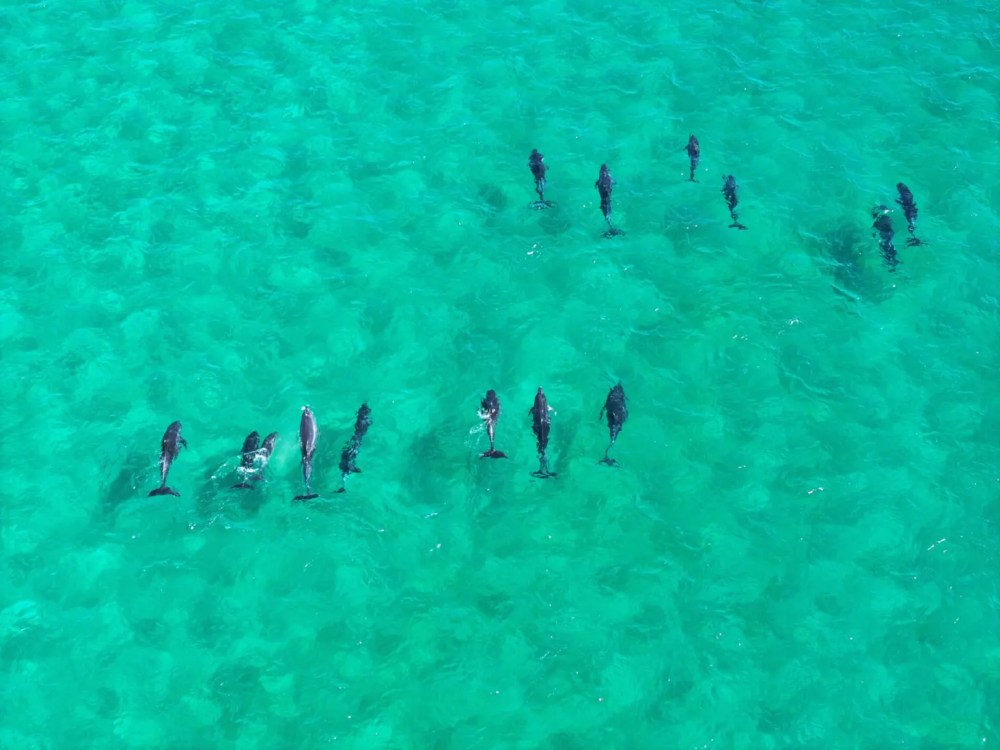 Aerial view of a pod of dolphins swimming in clear turquoise water.