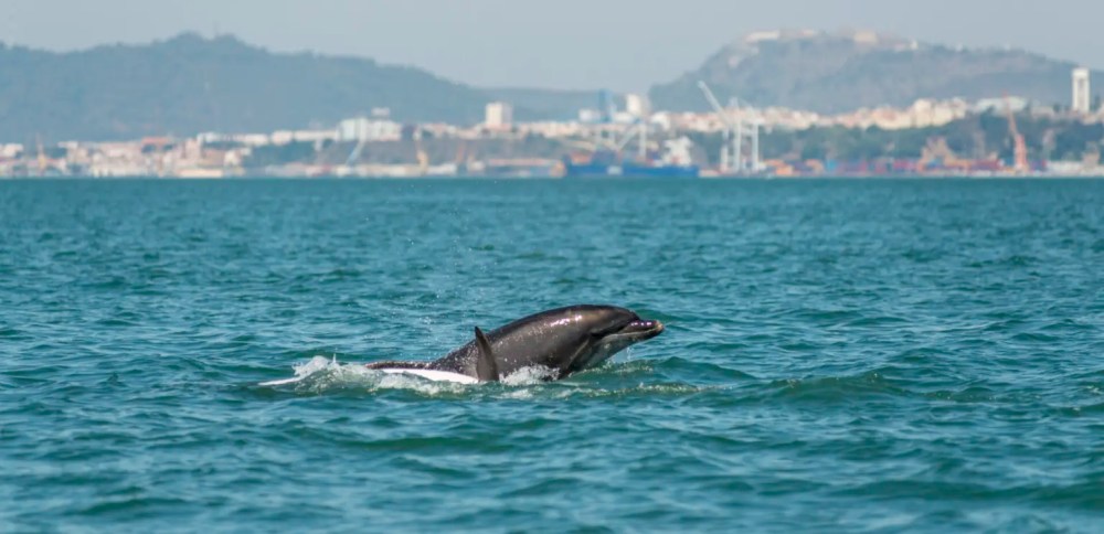 Dolphin swimming in the ocean with a cityscape in the background.