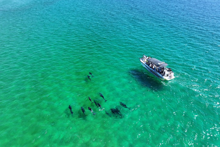 Aerial view of boat near dolphins swimming in clear turquoise sea.