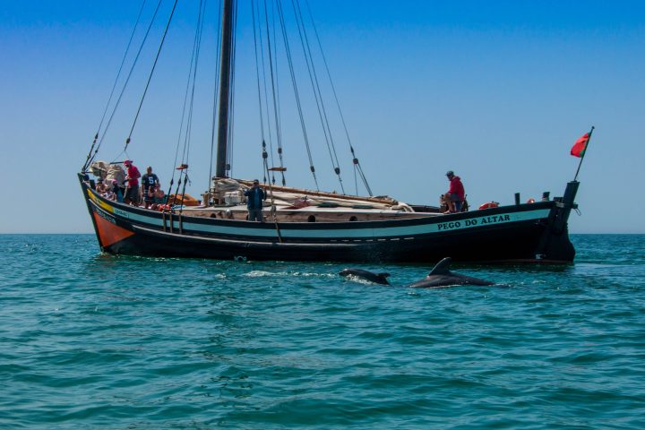 Sailboat with people on calm sea, dolphins swimming near.