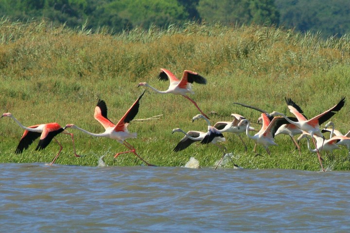 Flamingos taking flight over water with green grass in the background.