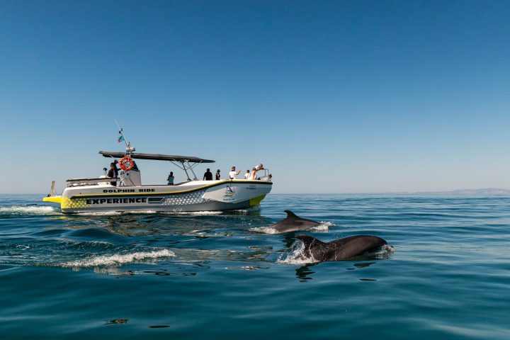 Boat with people watching dolphins swimming in the ocean.