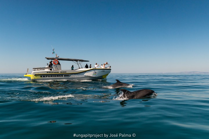 Boat with people watching dolphins swimming in the ocean.