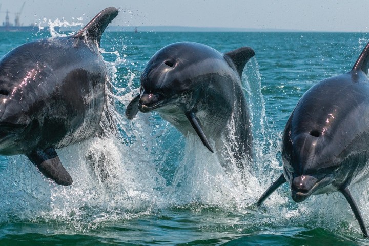 Three dolphins jumping out of the water in sync under a clear sky.