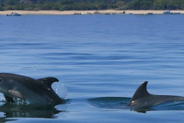 Two dolphins swimming near a calm ocean shore.