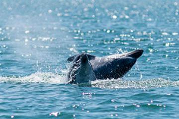 Whale's tail emerging from the water in the ocean.