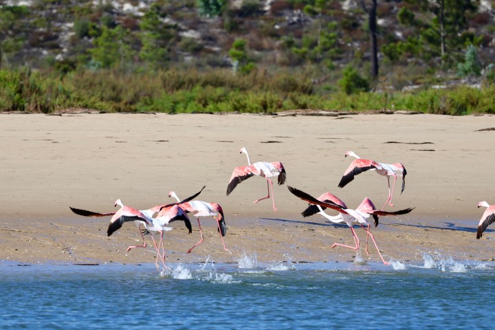 Flamingos taking flight from the edge of a sandy beach into the water.