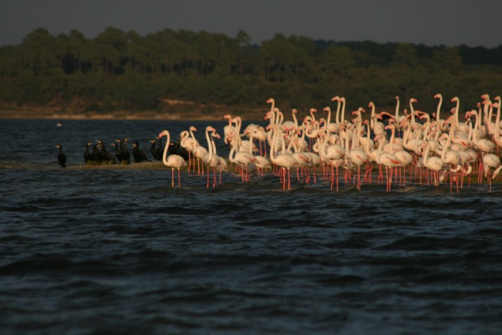Group of flamingos standing in water with trees in the background.