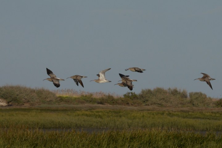 Seven birds flying over grassy wetlands under a clear sky.