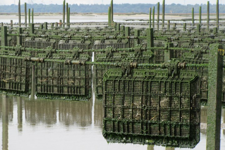 Rows of green oyster cages in a coastal tidal area.