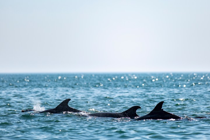 Three dolphins swimming in the ocean, dorsal fins visible above water.