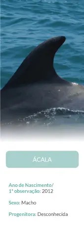 Close-up of a dolphin fin in water with text below about a dolphin named Ácala.