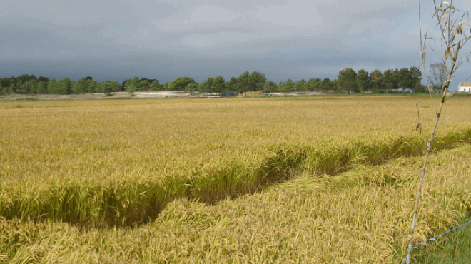 Expansive golden wheat field under a cloudy sky, with distant trees and buildings.