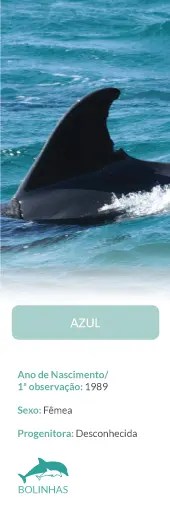Dorsal fin of an orca in ocean with information card below.