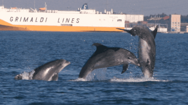 Three dolphins jumping near a large ship in the ocean.