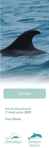 Dolphin fin emerging from water with text below about birth year and gender.