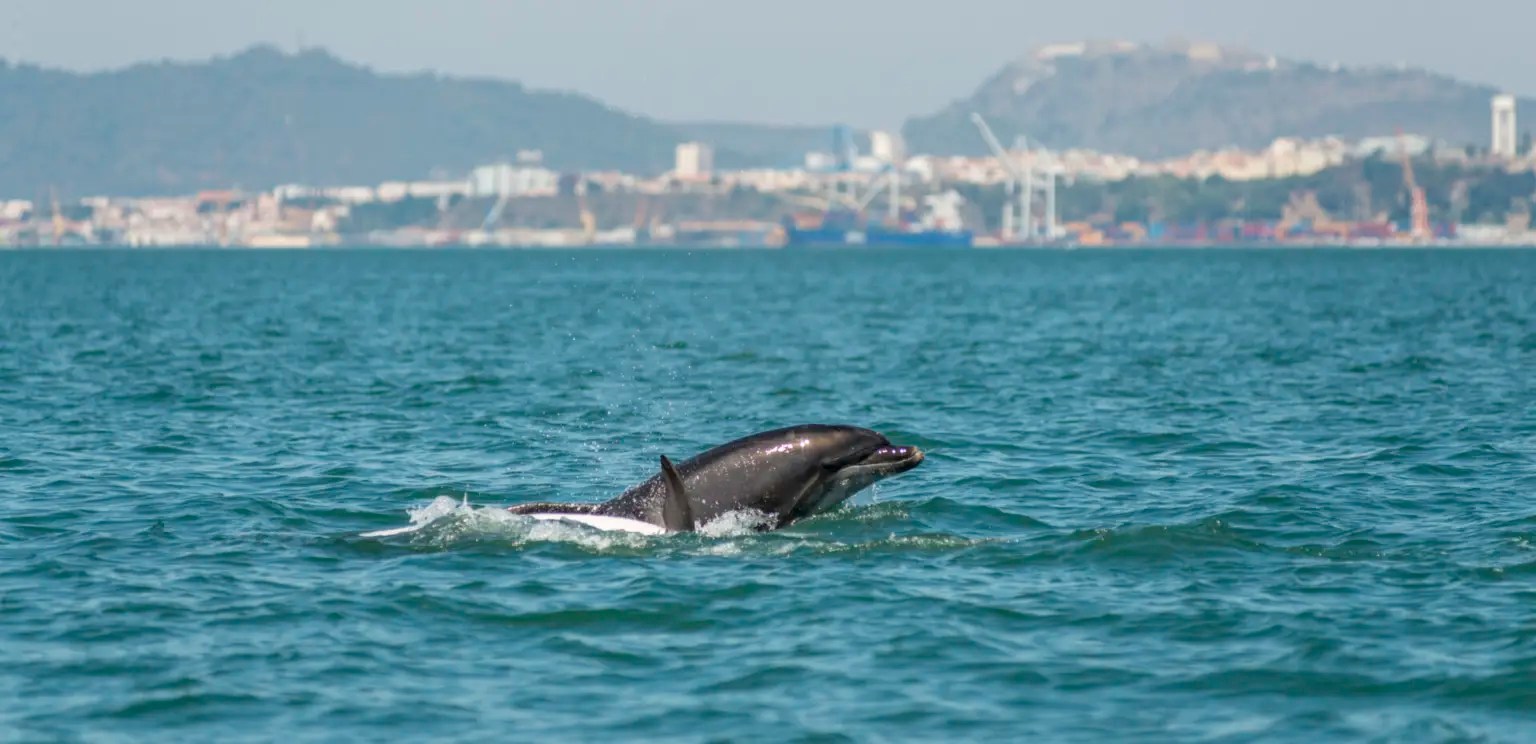 Dolphin swimming in the ocean with a cityscape in the background.