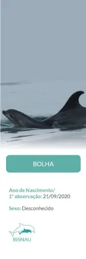 Two dolphins swimming, partially visible fins, with text overlay.