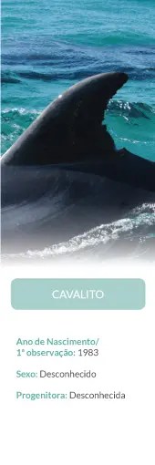 Dorsal fin of an orca in ocean, text below with details in Portuguese.