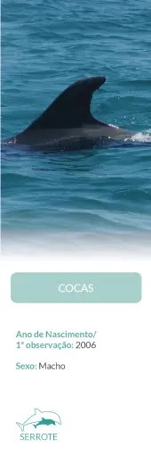 Dorsal fin of a dolphin in blue water, labeled 'COCAS', observed in 2006, male.