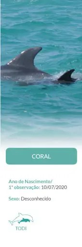 Dorsal fin of a dolphin swimming in teal water.
