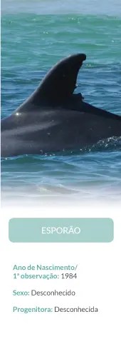 Dolphin fin above water with informational text below.