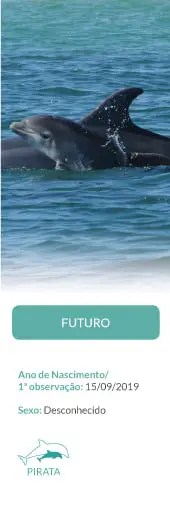Dolphin swimming, labeled 'Futuro' with observation date 15/09/2019.