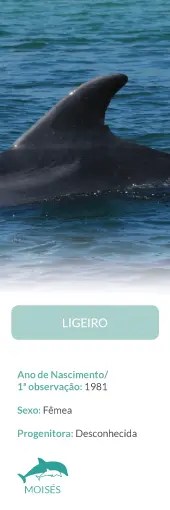 Dolphin fin in water with details: Ligeiro, female, first seen 1981, mother unknown.