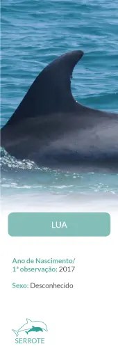 Dolphin fin above water with information card about a dolphin named Lua.