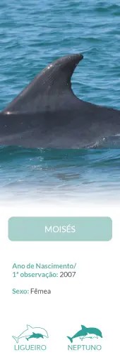 Close-up of a dolphin swimming in the ocean with text below.