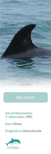 Dolphin fin above water with text about 'Mr. Hook', a female dolphin.