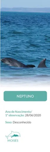 Two dolphins swimming in the ocean, with a label below showing information text.