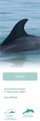 Dolphin fin in water with text below about observation details.