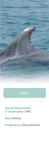 A dolphin fin above water with text about its birth year and sex.
