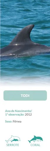 Dorsal fin of a dolphin in the ocean with text about dolphin 'Todi'.