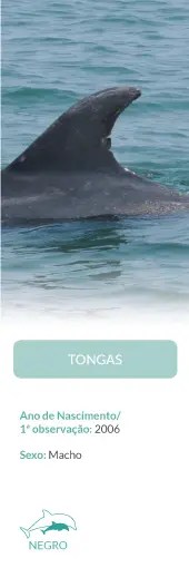 Dolphin fin in ocean with info card about dolphin named Tongas.