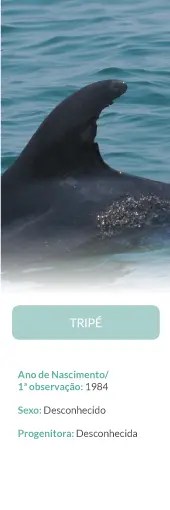 Fin of dolphin named Tripé in ocean, with details below.