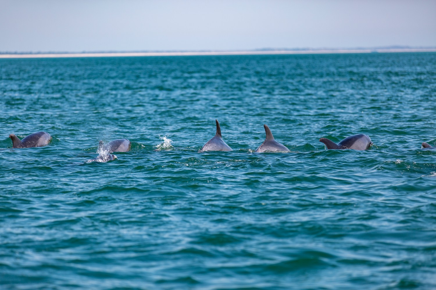 Group of dolphins swimming in the ocean near the surface.