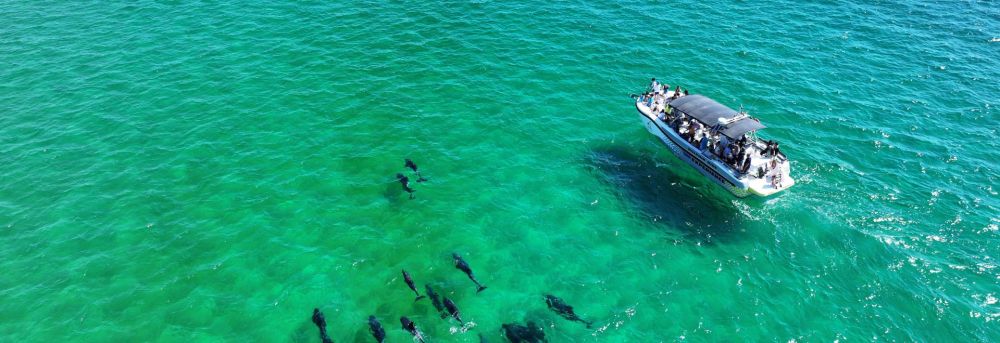 Boat with people observing dolphins swimming in clear green water.