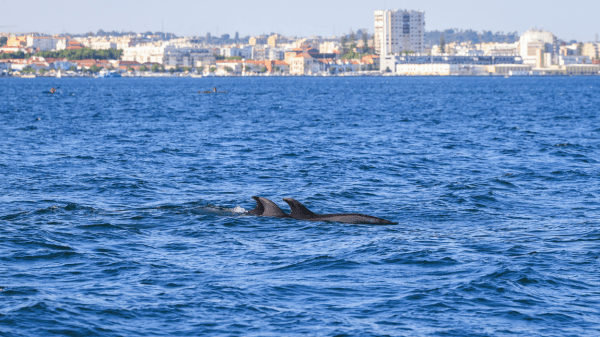 Two dolphins swimming in the sea with a city skyline in the background.