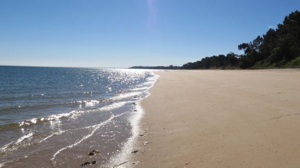Sunny beach with gentle waves and distant trees along the shoreline.