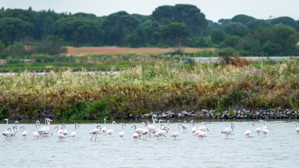 Flock of flamingos wading in water with grassy shore and trees in background.