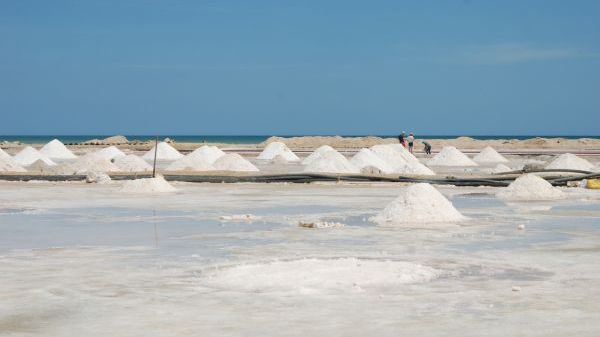 Mounds of salt drying under a clear blue sky near the sea.