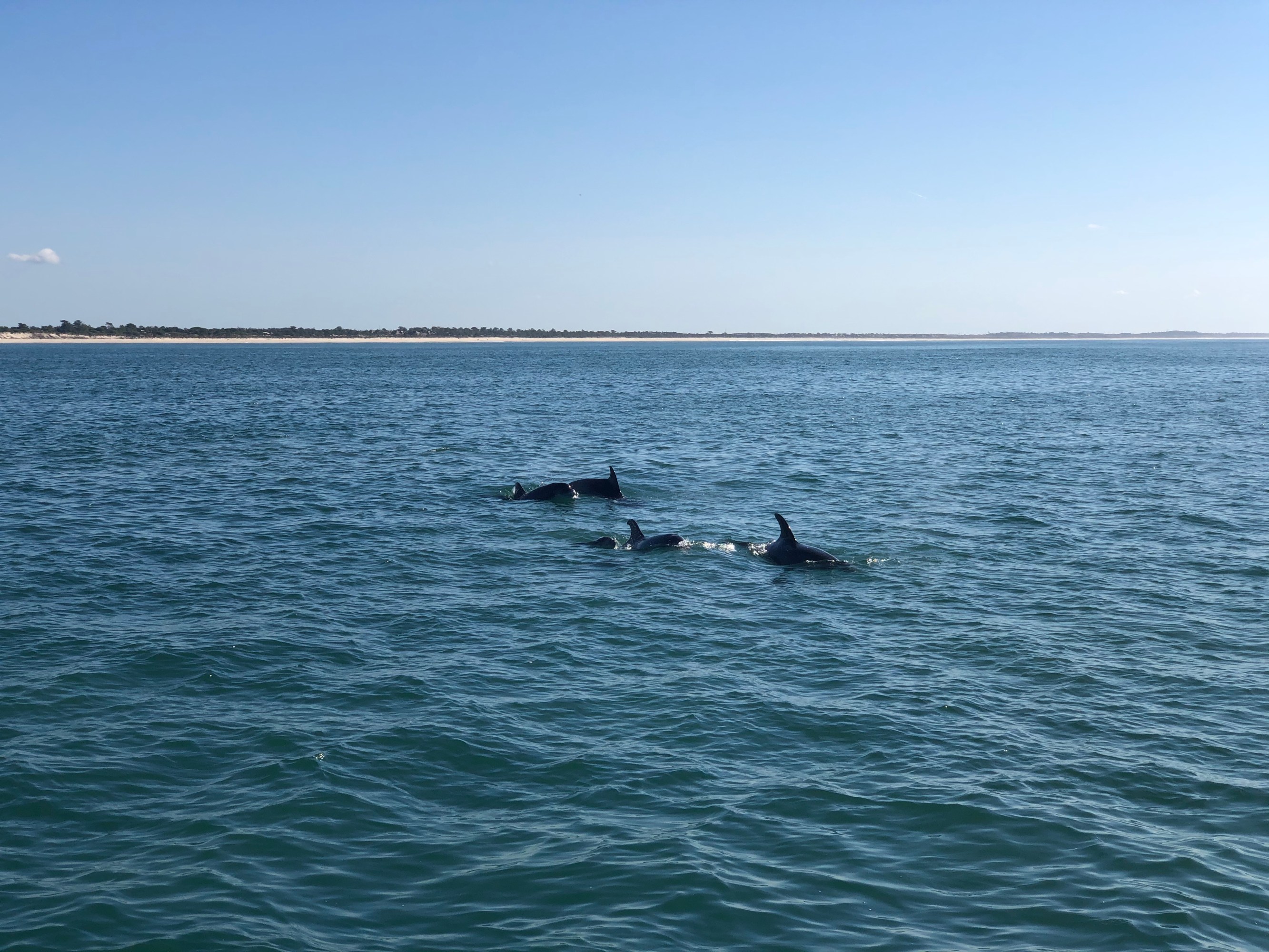 Three dolphins swimming in the ocean under a clear blue sky.