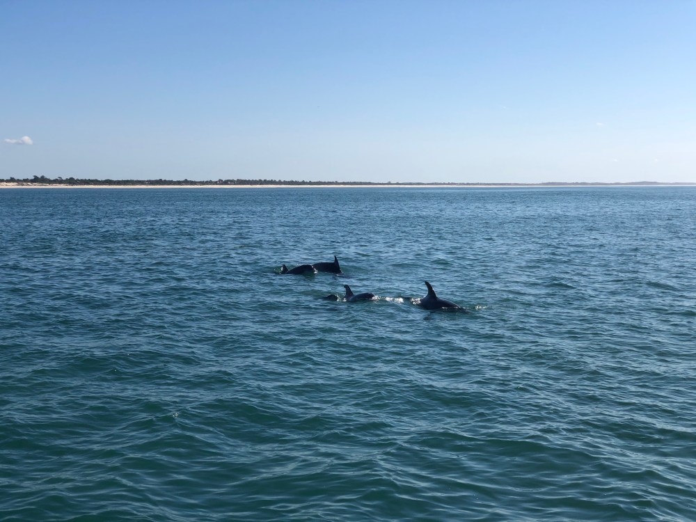 Three dolphins swimming in the ocean under a clear blue sky.