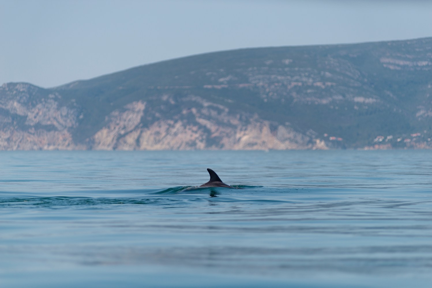 Dorsal fin of a dolphin in calm sea with distant hills.